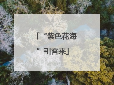 “紫色花海”引客来