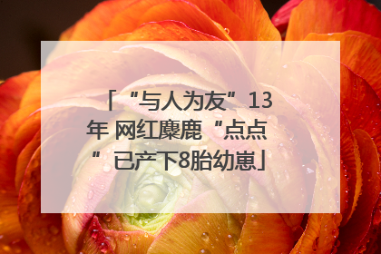 “与人为友”13年 网红麋鹿“点点”已产下8胎幼崽