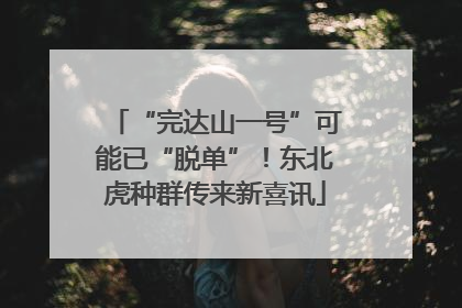 “完达山一号”可能已“脱单”！东北虎种群传来新喜讯