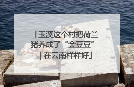 玉溪这个村把荷兰猪养成了“金豆豆”｜在云南样样好