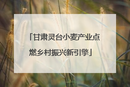 甘肃灵台小麦产业点燃乡村振兴新引擎