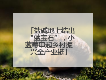 盐碱地上结出“蓝宝石”，小蓝莓串起乡村振兴全产业链