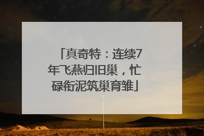 真奇特：连续7年飞燕归旧巢，忙碌衔泥筑巢育雏