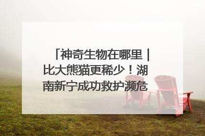 神奇生物在哪里｜比大熊猫更稀少！湖南新宁成功救护濒危鸟类海南鳽