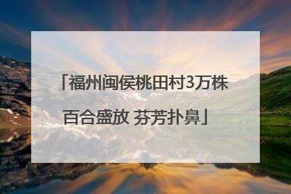 福州闽侯桃田村3万株百合盛放 芬芳扑鼻