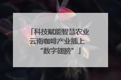 科技赋能智慧农业 云南咖啡产业插上“数字翅膀”