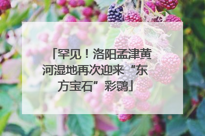 罕见！洛阳孟津黄河湿地再次迎来“东方宝石”彩鹮