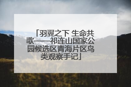 羽翼之下 生命共歌——祁连山国家公园候选区青海片区鸟类观察手记