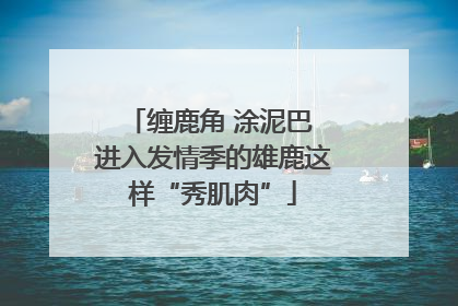 缠鹿角 涂泥巴 进入发情季的雄鹿这样“秀肌肉”
