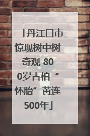 丹江口市惊现树中树奇观 800岁古柏“怀胎”黄连500年