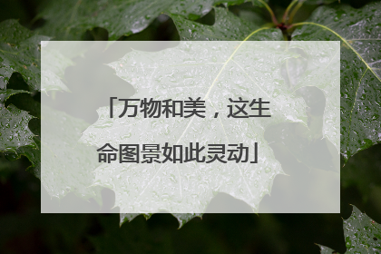 万物和美，这生命图景如此灵动