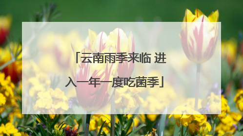 云南雨季来临 进入一年一度吃菌季
