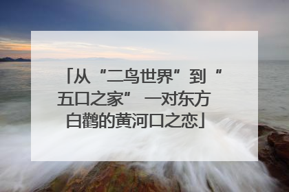 从“二鸟世界”到“五口之家” 一对东方白鹳的黄河口之恋