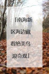 南海新区海边藏着绝美鸟浪奇观