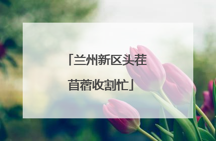 兰州新区头茬苜蓿收割忙