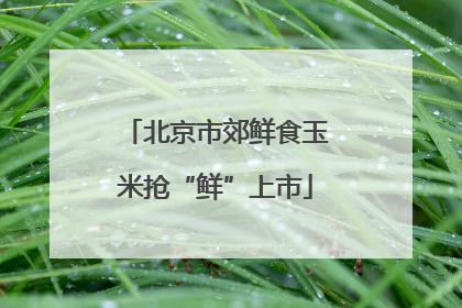 北京市郊鲜食玉米抢“鲜”上市