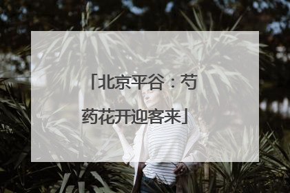 北京平谷：芍药花开迎客来