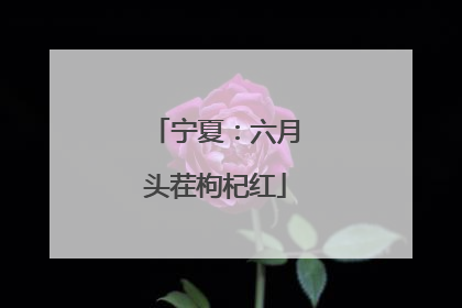 宁夏：六月头茬枸杞红
