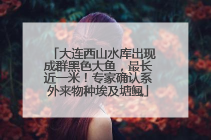 大连西山水库出现成群黑色大鱼，最长近一米！专家确认系外来物种埃及塘鲺