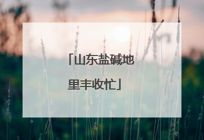 山东盐碱地里丰收忙