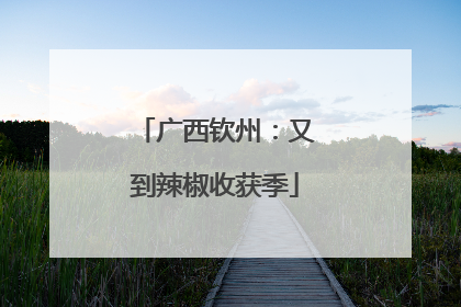 广西钦州：又到辣椒收获季