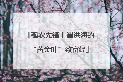 强农先锋丨崔洪海的“黄金叶”致富经
