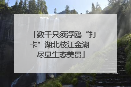 数千只须浮鸥“打卡”湖北枝江金湖 尽显生态美景