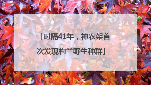 时隔41年，神农架首次发现杓兰野生种群