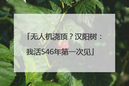 无人机浇顶？汉阳树：我活546年第一次见