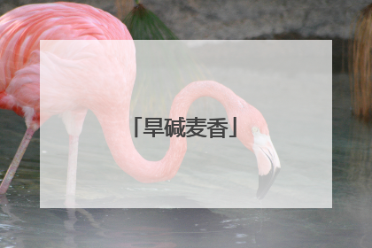 旱碱麦香