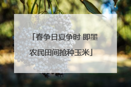 春争日夏争时 即墨农民田间抢种玉米