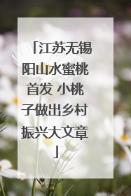 江苏无锡阳山水蜜桃首发 小桃子做出乡村振兴大文章