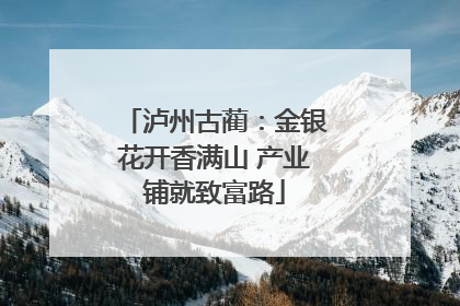 泸州古蔺：金银花开香满山 产业铺就致富路