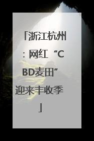 浙江杭州：网红“CBD麦田”迎来丰收季