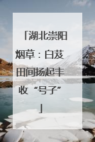 湖北崇阳烟草：白芨田间扬起丰收“号子”