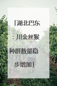 湖北巴东：川金丝猴种群数量稳步增加
