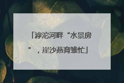 滹沱河畔“水景房”，崖沙燕育雏忙