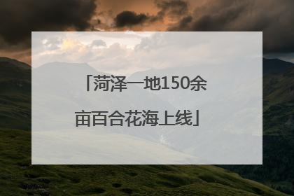 菏泽一地150余亩百合花海上线