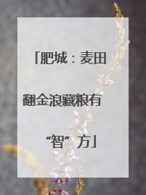 肥城：麦田翻金浪藏粮有“智”方