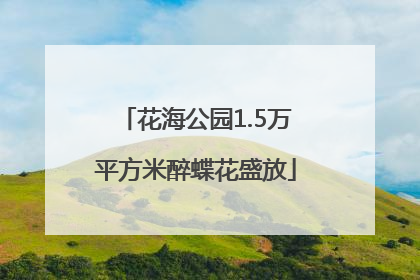 花海公园1.5万平方米醉蝶花盛放