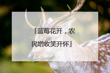 蓝莓花开，农民增收笑开怀