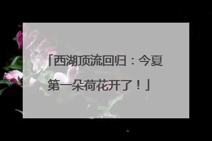 西湖顶流回归：今夏第一朵荷花开了！
