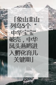 象山韭山列岛5个“中华宝宝”破壳，中华凤头燕鸥进入孵化育儿关键期