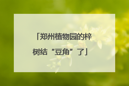 郑州植物园的梓树结“豆角”了