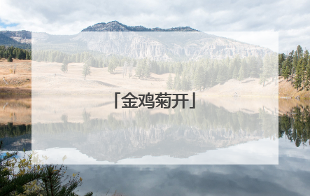 金鸡菊开