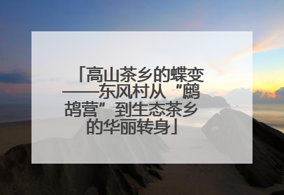高山茶乡的蝶变——东风村从“鹧鸪营”到生态茶乡的华丽转身