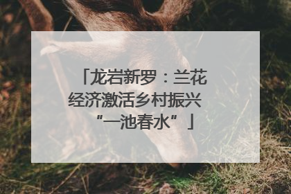 龙岩新罗：兰花经济激活乡村振兴“一池春水”