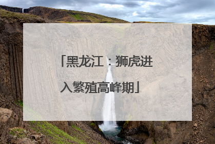 黑龙江：狮虎进入繁殖高峰期